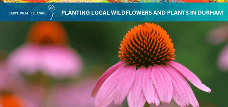 a cover image with a cone flower and the text "planting local wildflowers and plants in durham"